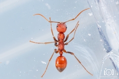 Polyergus longicornis