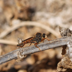Stenopogon californiae