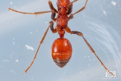 Polyergus longicornis