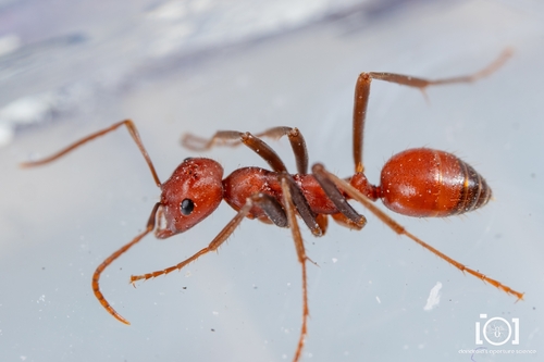 Shining Amazon Ant photo 3
