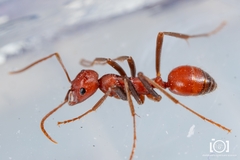 Polyergus longicornis