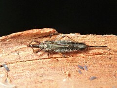 Idolothrips spectrum