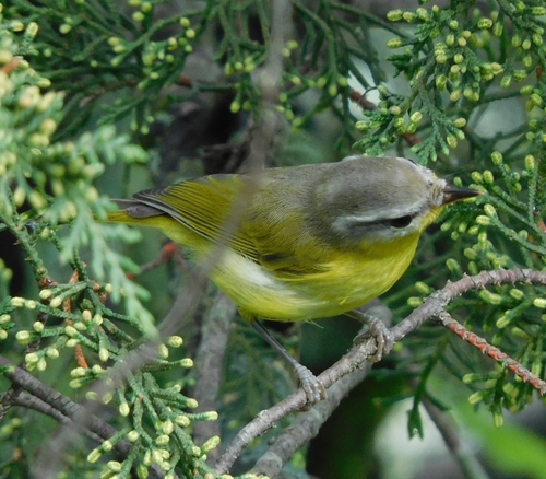 Grey-hooded Warbler (Phylloscopus xanthoschistos), photo 9