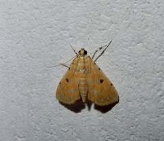 Notarcha aurolinealis