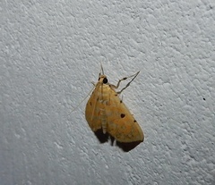 Notarcha aurolinealis