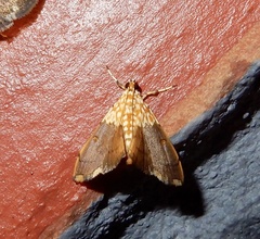 Agrotera basinotata