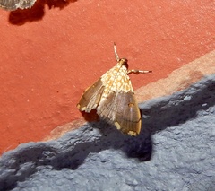 Agrotera basinotata