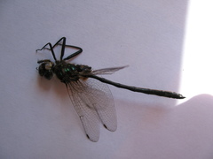 Somatochlora franklini