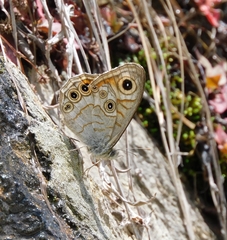 Lasiommata schakra