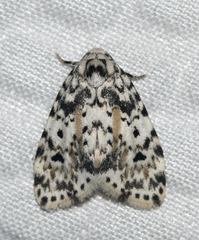 Clemensia cincinnata