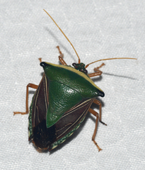 Edessa pictiventris