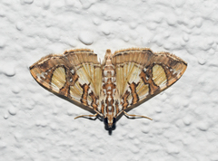 Glyphodes sibillalis