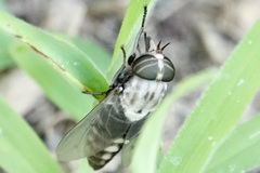 Tabanus trimaculatus