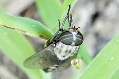 Tabanus trimaculatus