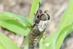 Tabanus trimaculatus