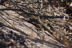 Aspidoscelis tesselatus