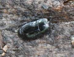 Platysoma compressum