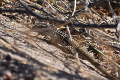 Aspidoscelis tesselatus