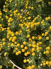 Oncosiphon suffruticosus