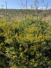 Oncosiphon suffruticosus