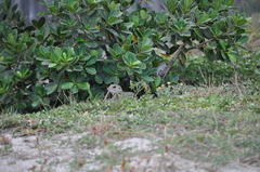 Xerospermophilus spilosoma