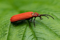 Lopheros rubens