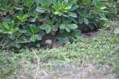 Xerospermophilus spilosoma