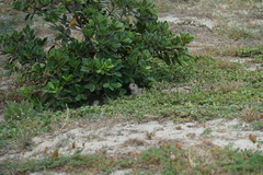 Xerospermophilus spilosoma