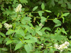 Ceanothus integerrimus