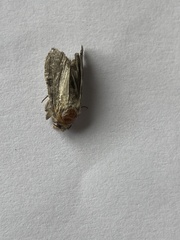 Melanchra persicariae
