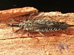 Idolothrips spectrum