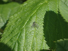 Condylostylus flavipes