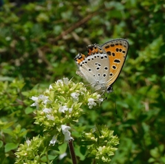 Lycaena panava
