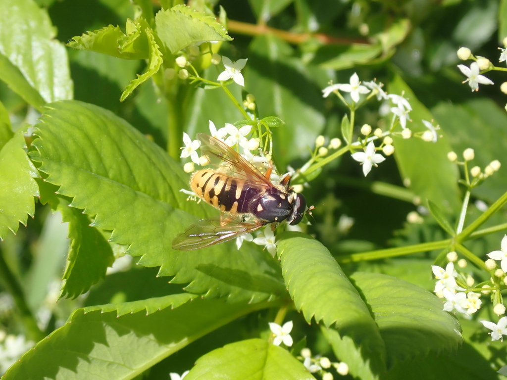 Wasp-like Falsehorn