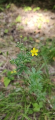 Potentilla argentea