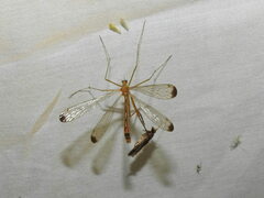 Hylobittacus apicalis