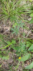 Potentilla argentea