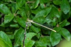 Platycnemis pennipes