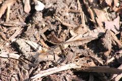 Erythrodiplax berenice