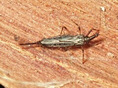 Idolothrips spectrum