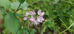 Securigera varia