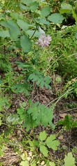 Securigera varia