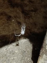 Engyodontium aranearum