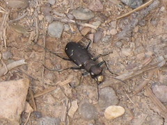 Cicindela longilabris