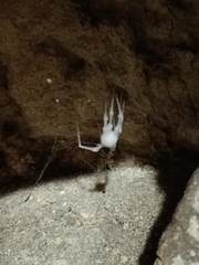 Engyodontium aranearum