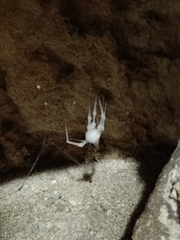 Engyodontium aranearum