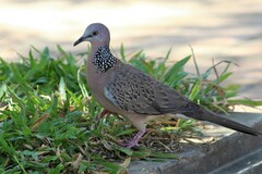 Streptopelia chinensis