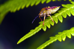 Carpocoris purpureipennis