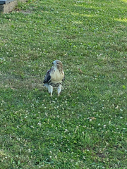 Buteo jamaicensis