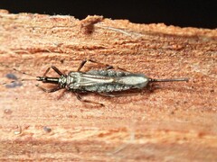 Idolothrips spectrum